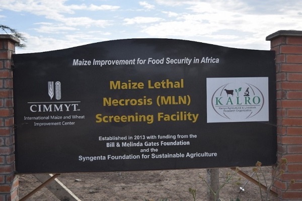 MLN Screening Facility. Photo: CIMMYT.