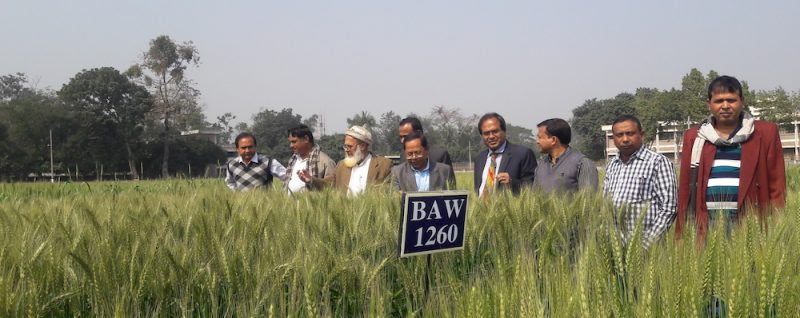 Members of National Technical Committee of NSB evaluating BAW 1260 in the field. Photo: CIMMYT