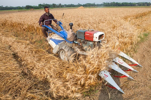 Reaper. Photo: CIMMYT.