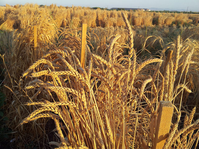 CIMMYT wheat physiologist Matthew Reynolds presents a new proposal for expanding the wheat network to include other major food crops and speed farmers’ adoption of vital technologies. Photo: CIMMYT archives. 