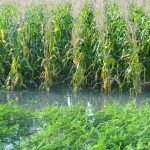 A maize field is inundated by a flash flood in southern Bangladesh. Photo: M. Yusuf Ali/CIMMYT