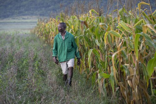 Farmer Elphas Chinyanga inspecting his conservation agriculture plots in Zimbabwe. Photo: Peter Lowe/ CIMMYT