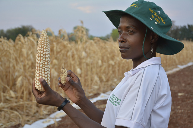 Stress-tolerant maize varieties are helping farmers produce more food despite climate change. Photo: Johnson Siamachira/CIMMYT.