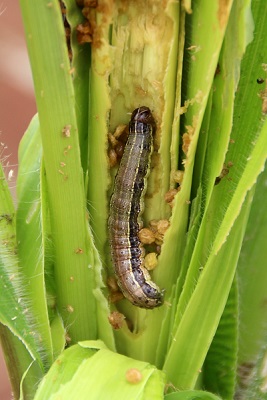 Fall Armyworm on maize in Nigeria. Photo: G. Goergen/IITA.