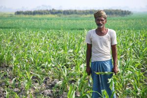 A new study finds sustainable agriculture can cut emissions in India. Photo: M. DeFreese/CIMMYT.