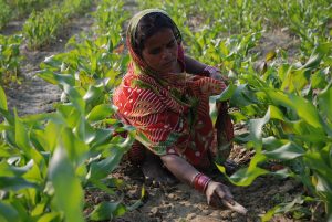 Farmer weeding maize field in Bihar, India. Photo: M. DeFreese/CIMMYT.