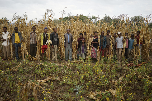 Farmers group & demonstration drought tolerant (DT) maize plot in farmers field, Lobu Koromo village, Hawassa Zuria district Photo: CIMMYT/P. Lowe
