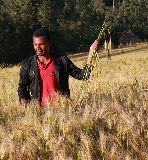 Abebe Abora, farmer in the Doyogena District of Ethiopia’s Southern Nations, Nationalities, and Peoples' Region (SNNP), has been a member of a seed production cooperative for four years. “Because of modern technology such as improved wheat varieties, farming is better for me than it was for my father,” he said. Photo: CIMMYT/A. Habtamu