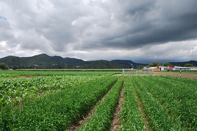 Long term conservation agriculture in practice. Photo: CIMMYT/X. Fonseca