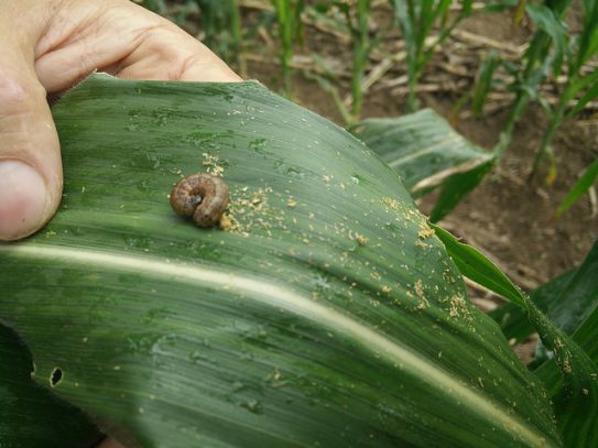 Fall armyworm found on crops in Zimbabwe. Photo credit: CIMMYT/M. Shindler