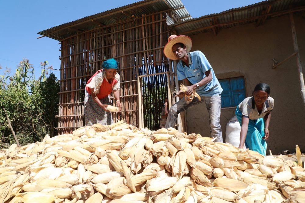 Farmers are using maize and wheat varieties suitable for drought-affected areas and resistant to prevalent crop diseases. Photo: CIMMYT/A.Habtamu