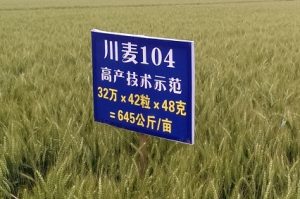 Chaunmai 42 at Zhongjiang. Photo: CIMMYT/Garry Rosewarne.
