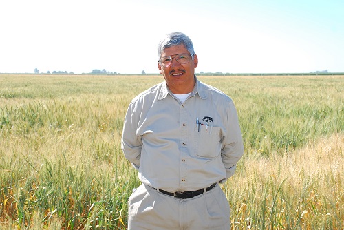 Julio Huerta en medio de un campo de trigo en el norte de México. Foto: Xochiquetzal Fonseca/CIMMYT.