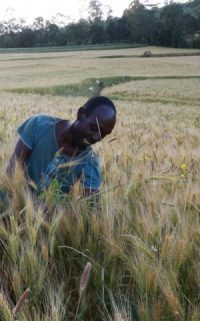 Worker rogueing a wheat seed production plot. Photo: CIMMYT/A.Habtamu.