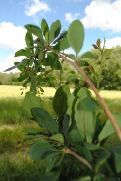 Barberry is a shrub found throughout the temperate and subtropical regions. Photo: CIMMYT archives