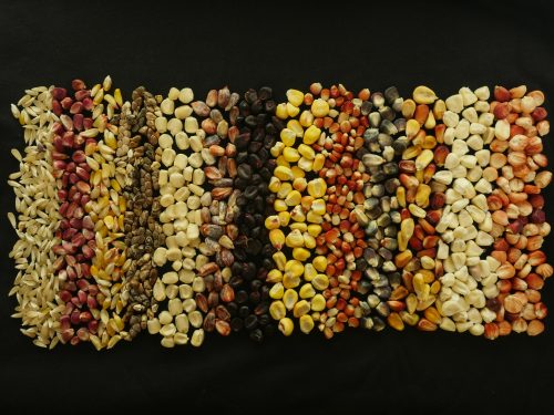 CIMMYT’s Maize Germplasm Bank has its entire collection backed up in the Svalbard Global Seed Vault. Photo: CIMMYT archives 