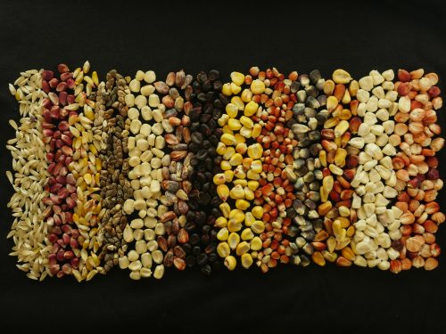 CIMMYT’s Maize Germplasm Bank has its entire collection backed up in the Svalbard Global Seed Vault. Photo: CIMMYT archives
