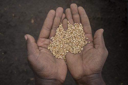 The CIMMYT Wheat Germplasm Bank aims to have 90 percent of its collection backed up at Svalbard within two years. Photo: CIMMYT archives.