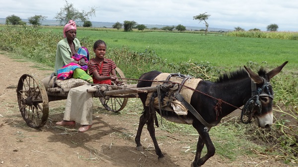 Near Zewai, in the maize belt of Ethiopias Central Rift Valley, a mother and daughter transport maize grain to market by donkey cart. In this maize-dominated area, lysine inadequacy is a potential risk for weaning infants and young children, who could benefit from quality protein maize. The southern maize belt is a target area for the Nutritious Maize for Ethiopia (NuME) project, funded by the Canadian Department of Foreign Affairs, Trade and Development (DFATD). Adefris Teklewold/CIMMYT www.cimmyt.org