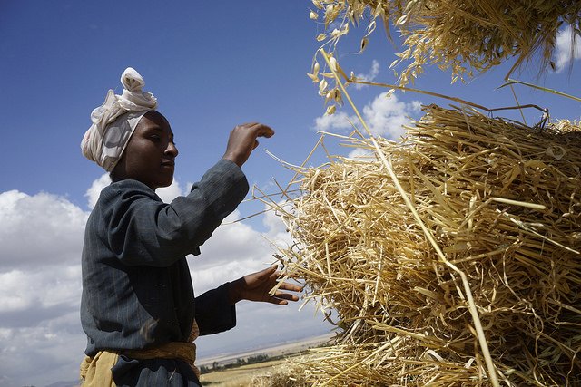 Kemeriya Mohamed stacking harvested wheat, Kechema village, Dodola district,west Arsi zone Ethiopia. Photo: CIMMYT/P. Lowe