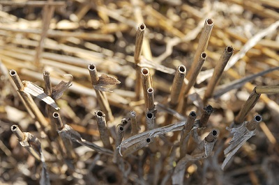 Wheat residues on an experimental plot under conservation agriculture. Photo: X. Fonseca/CIMMYT.
