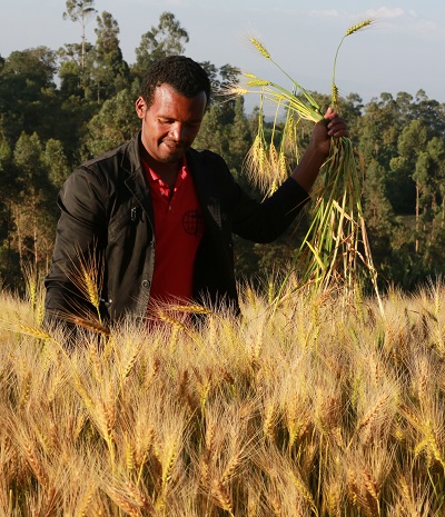 Ethiopian wheat farmers like Abebe Abora, of Doyogena, have benefitted from adopting high-yielding wheat varieties but face threats from fast mutating races of wheat rust disease pathogens. Photo: CIMMYT/Apollo Habtamu. 