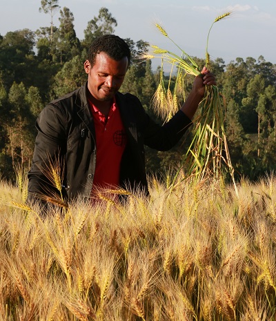Ethiopian wheat farmers like Abebe Abora, of Doyogena, have benefitted from adopting high-yielding wheat varieties but face threats from fast mutating races of wheat rust disease pathogens. Photo: CIMMYT/Apollo Habtamu.