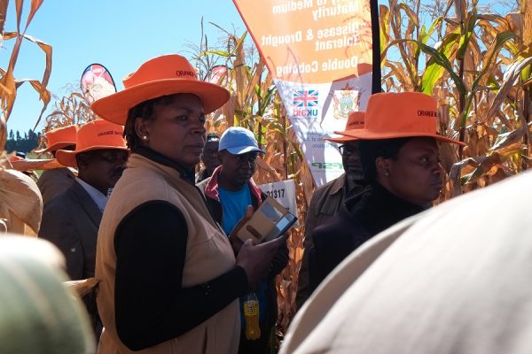 CIMMYT maize breeder Thoko Ndhlela shows food industry representatives the agronomic benefits of orange maize in the field. Photo: Matthew O'Leary/ CIMMYT