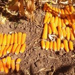 Two experimental lines of provitamin A-enriched orange maize, Zambia. Photo: CIMMYT.