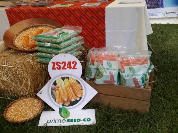 Prime Seed Co worked with CIMMYT, HarvestPlus and the Zimbabwe government to release the first orange variety onto the market. Photo: Thoko Ndhlela/ CIMMYT