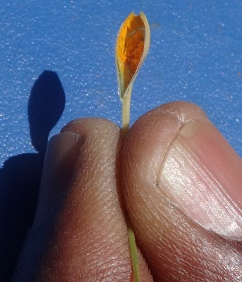 Yellow spores of the fungus Puccinia striiformis f.sp. tritici, which causes stripe rust disease in wheat. Photo: CIMMYT/Mike Listman.