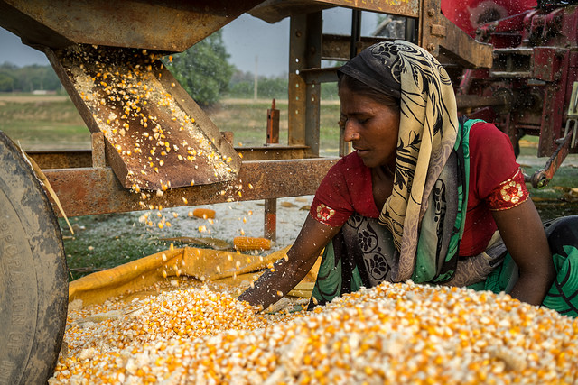 A farmer checks her maize as it comes out of a shelling machine powered by a four-wheel tractor, Nepal. (Photo: P.Lowe/CIMMYT)