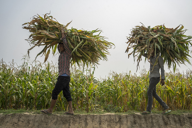 Farm workers harvest maize. (Photo: P. Lowe/CIMMYT)