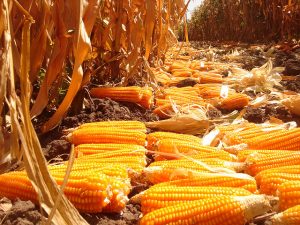 Biofortified, provitamin A enriched maize at an experimental plot in Zambia. Photo: CIMMYT