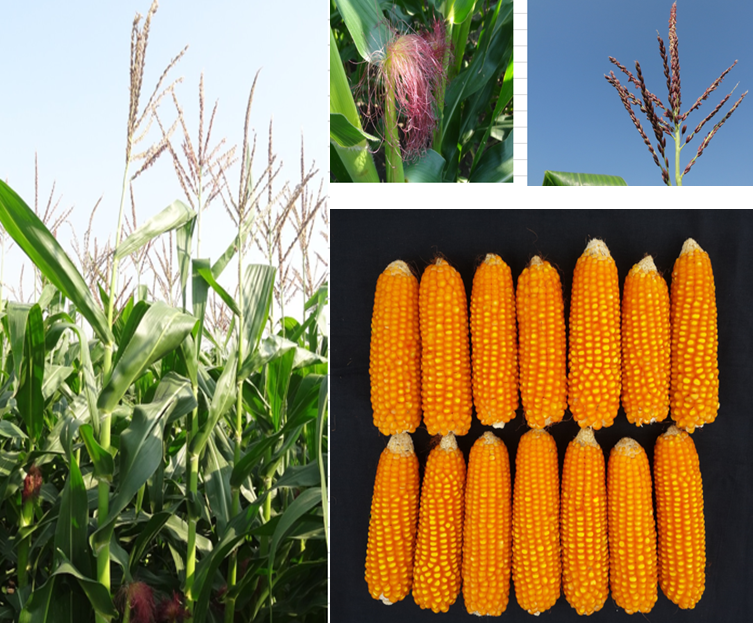 CML582, one of the 26 new CIMMYT maize lines released by the Center. Photo: CIMMYT.