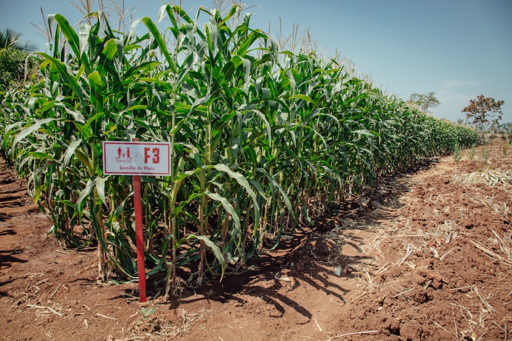 A maize plot of the Fortaleza F3 variety in Guatemala. 