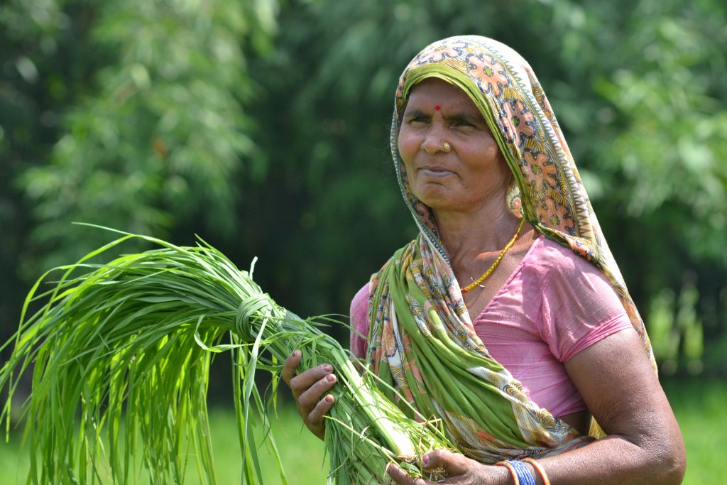A woman in a climate-smart village in Bihar, India. (Photo: V.Reddy/ViDocs/CCAFS)