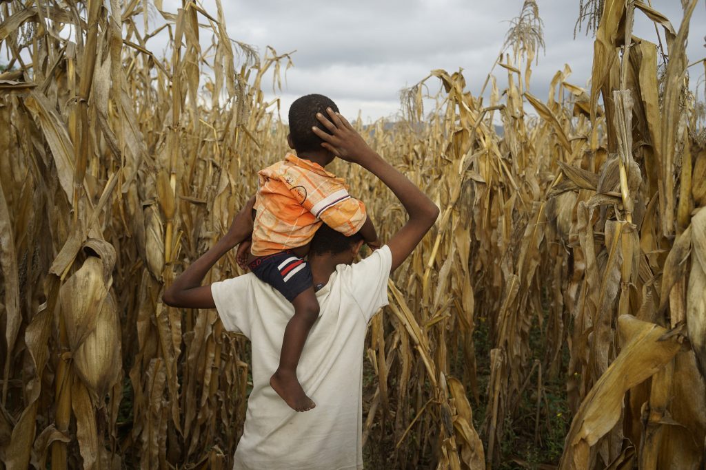 A farmer's son carries his brother through the family field, planted with BH 546 DT maize, in the village of Lobu Koromo, in Ethiopia’s Hawassa Zuria district. (Photo: P. Lowe/CIMMYT)