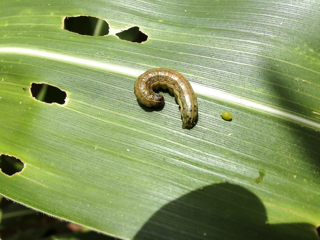 Foliar damaged by full-grown fall armyworm larva in Zimbabwe. (Photo: Christian Thierfelder/CIMMYT)