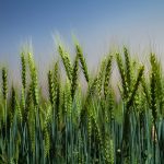 An improved wheat variety grows in the field in Islamabad, Pakistan. (Photo: A. Yaqub/CIMMYT)