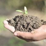 If we take care of our soils, our soils will take care of us. (Photo: Shashish Maharjan/CIMMYT)